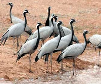Kadalundi Bird Sanctuary, Kozhikode