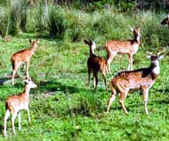 Shenduruny Wildlife Sanctuary